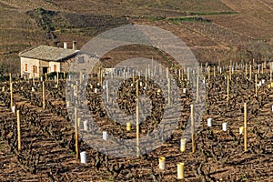 Vineyards landscape of Beaujolais