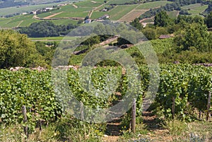 Vineyards, Landscape of burgundy