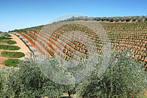 Vineyards landscape from Delaire Graff state