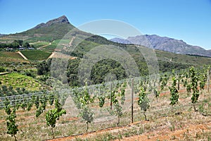 Vineyards landscape from Delaire Graff state