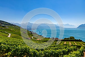 Vineyards an landscape on Geneva Lake.