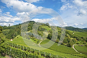 Vineyards and landscape in Gengenbach photo