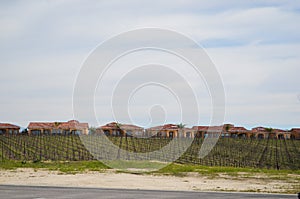 Vineyards Landscape with houses