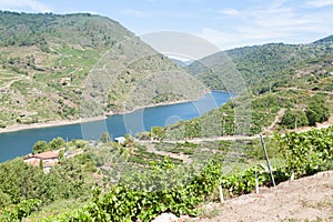 Vineyards landscape from Ribeira Sacra wine area, Galicia, Spain