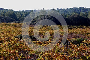 Vineyards landscape photo