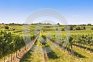 Vineyards landscape in Wachau