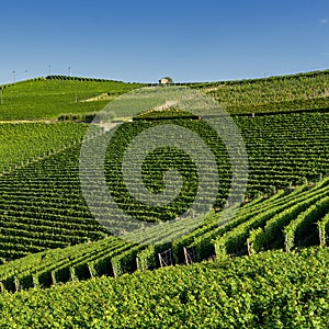 Vineyards in the Langhe near Barolo
