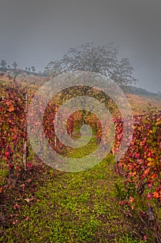 Vineyards of the Langhe, Piedmont, Italy