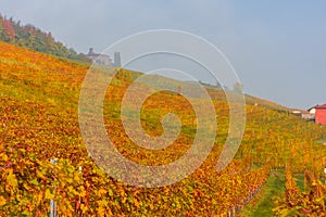 Vineyards of the Langhe, Piedmont, Italy