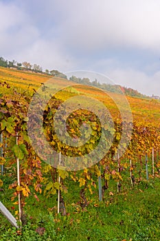 Vineyards of the Langhe, Piedmont, Italy