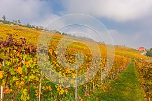 Vineyards of the Langhe, Piedmont, Italy