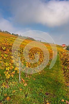 Vineyards of the Langhe, Piedmont, Italy