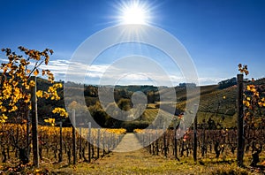 Vineyards of Langhe Piedmont, Italy in autumn
