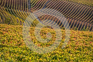 Vineyards in langhe region of northern italy in autumn with full