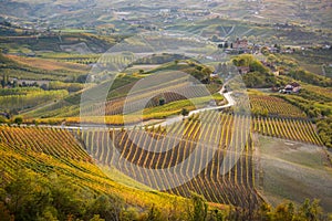 Vineyards in langhe region of northern italy in autumn with full