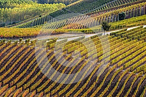 Vineyards in langhe region of northern italy in autumn with full