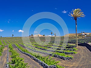 Vineyards of Lanzarote. Good Malvasia wines are growing protected by lava volcanic stone walls against the winds