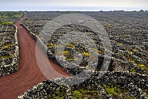 Vineyards with lava`s walls on the island of Pico listed on the UNESCO protected list