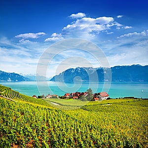 Vineyards in Lavaux area, Switzerland