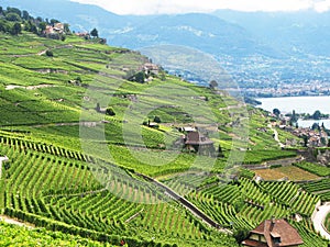 Vineyards in Lavaux region