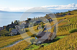 Vineyards in Lavaux region