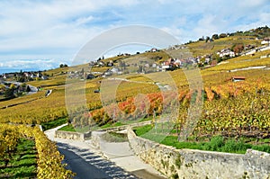 Vineyards in Lavaux region