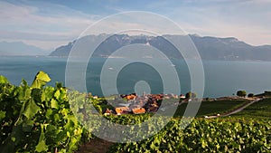 Vineyards of the Lavaux region over lake Leman