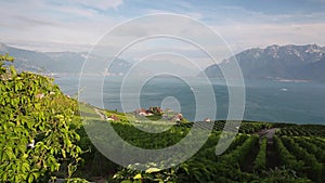 Vineyards of the Lavaux region over lake Leman