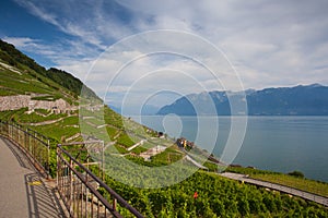 Vineyards of the Lavaux region,Switzerland