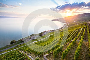 Vineyards in Lavaux region, Switzerland