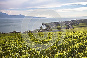 Vineyards in Lavaux region, Switzerland