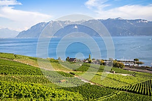 Vineyards in Lavaux region, Switzerland