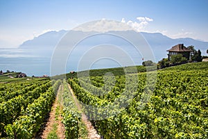 Vineyards in Lavaux region, Switzerland