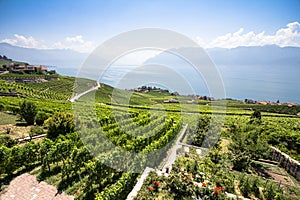 Vineyards in Lavaux region, Switzerland