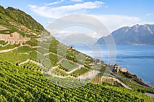 Vineyards in Lavaux region, Switzerland