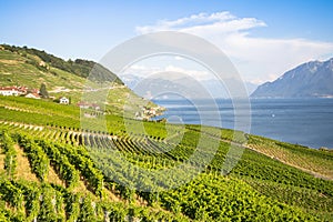 Vineyards in Lavaux region, Switzerland