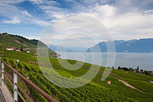 Vineyards of the Lavaux region,Switzerland