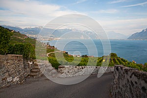 Vineyards of the Lavaux region,Switzerland