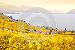 Vineyards in Lavaux, Switzerland