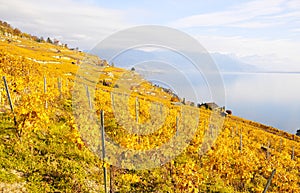 Vineyards in Lavaux, Switzerland