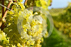 Vineyards in Lavaux, Switzerland