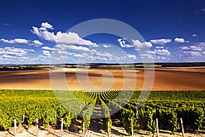 Vineyards layer photo