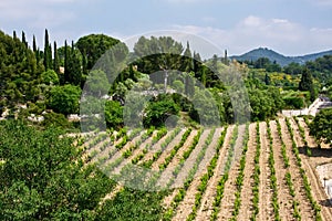 Vineyards of Le Castellet