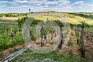 Vineyards in Lendavske Gorice in Slovenia