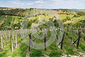 Vineyards in Lendavske Gorice in Slovenia