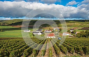 Vineyards of Loire Valley, France