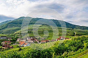 Vineyards in Lower Austria