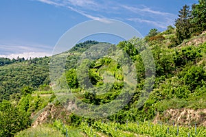 Vineyards in Lower Austria near by Donau river