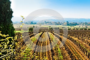 Vineyards in Loziere