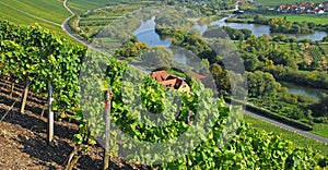 Vineyards,Main River,Germany